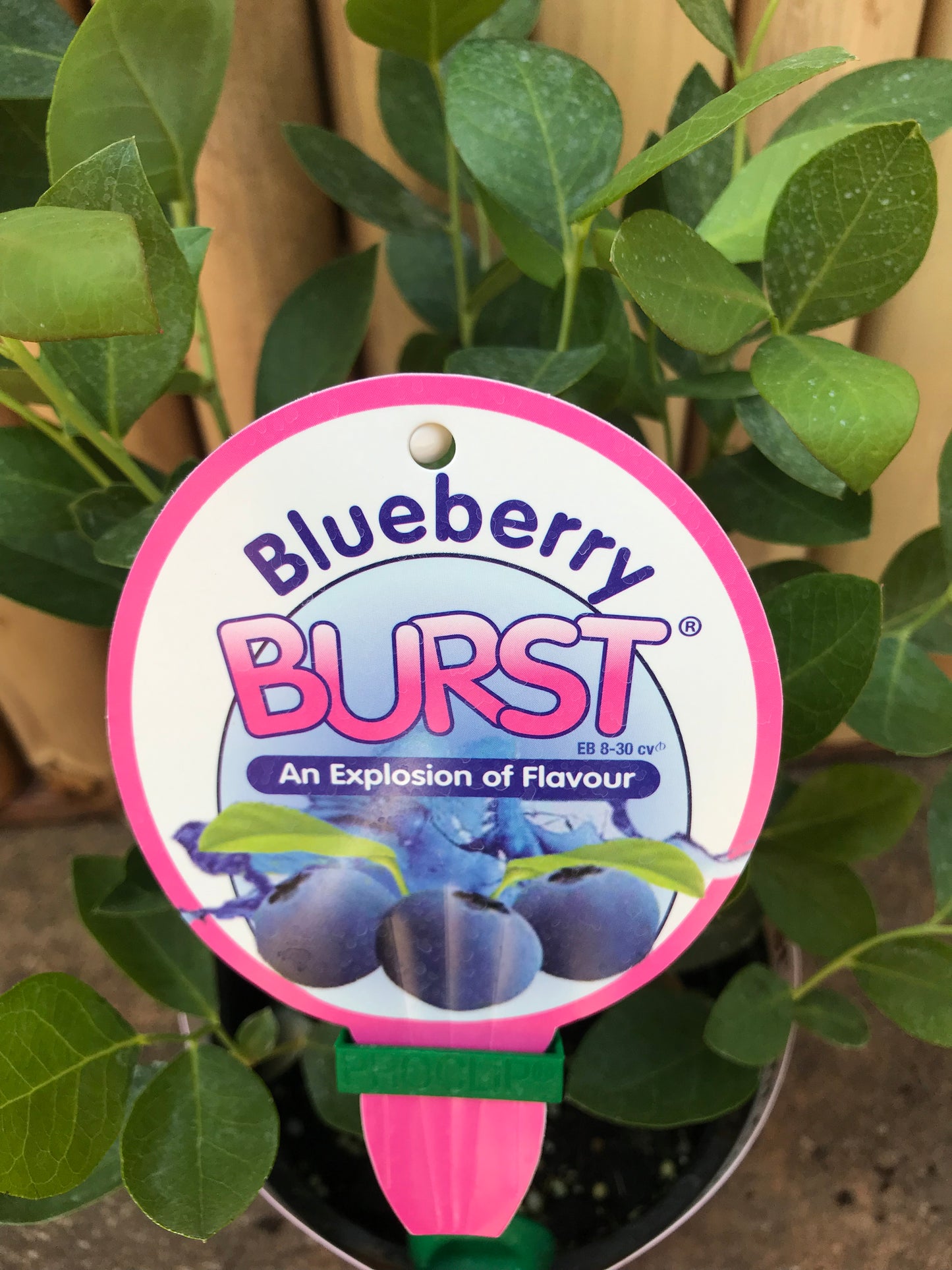 Blueberry Burst