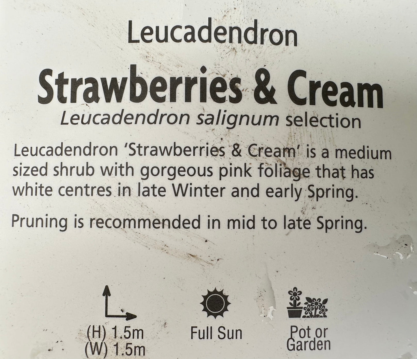Leucodendron Strawberries & Cream 42mm Tube