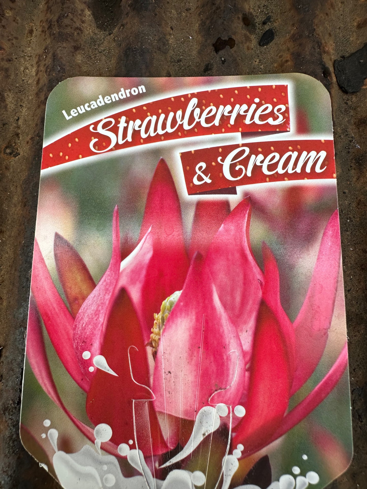 Leucodendron Strawberries & Cream 42mm Tube