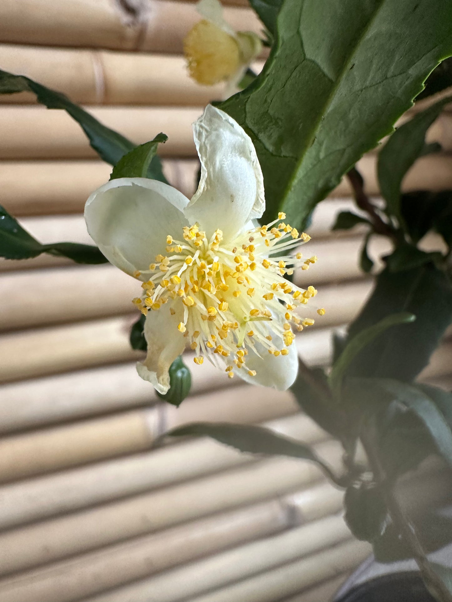 Camellia Tea Plant