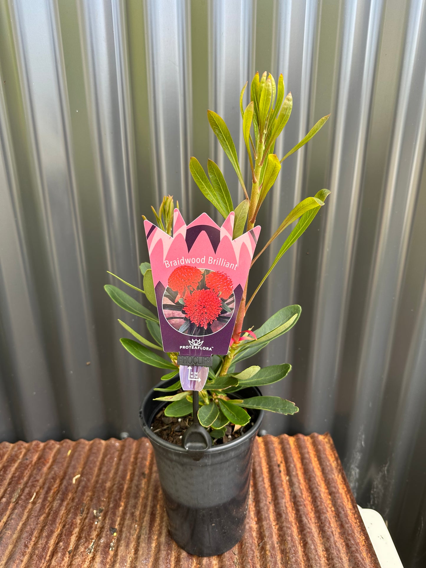 Waratah Braidwood Brilliant 140mm