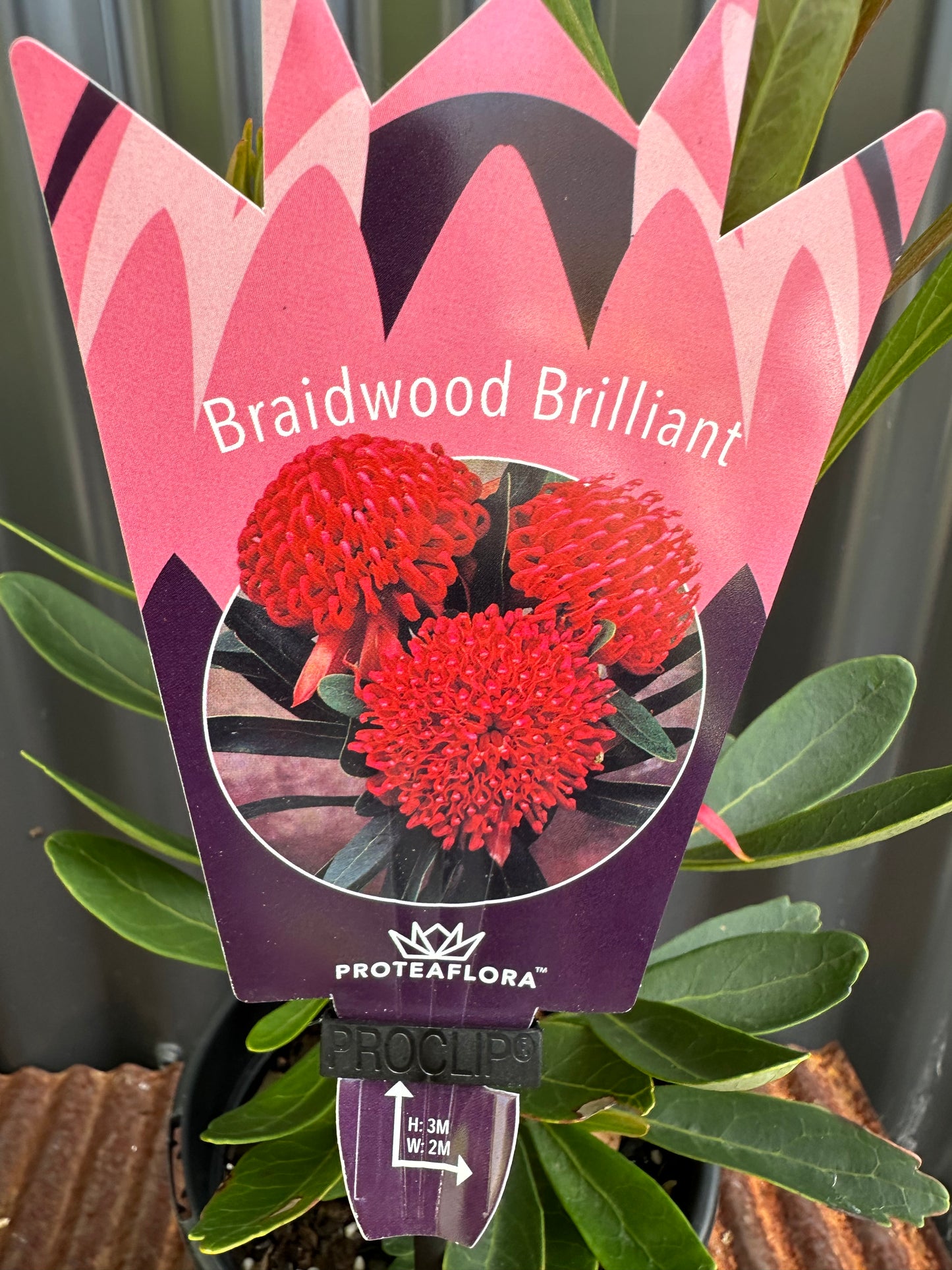 Waratah Braidwood Brilliant 140mm