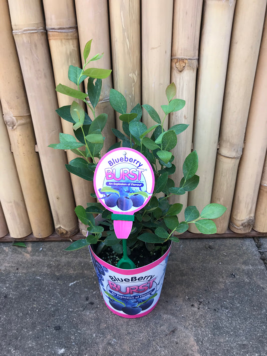Blueberry Burst