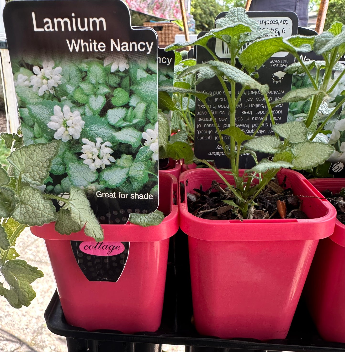 Lamium White Nancy 7cm Tube