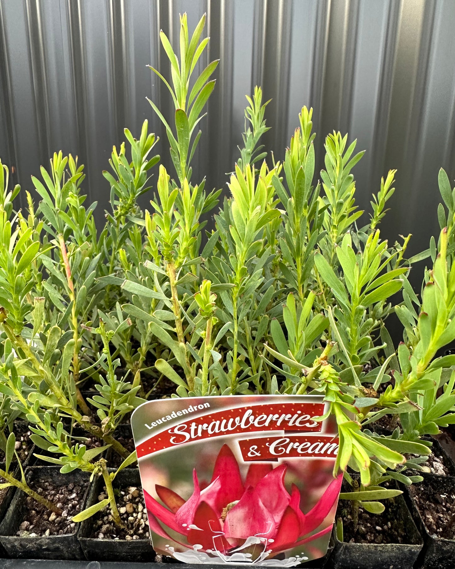 Leucodendron Strawberries & Cream 42mm Tube