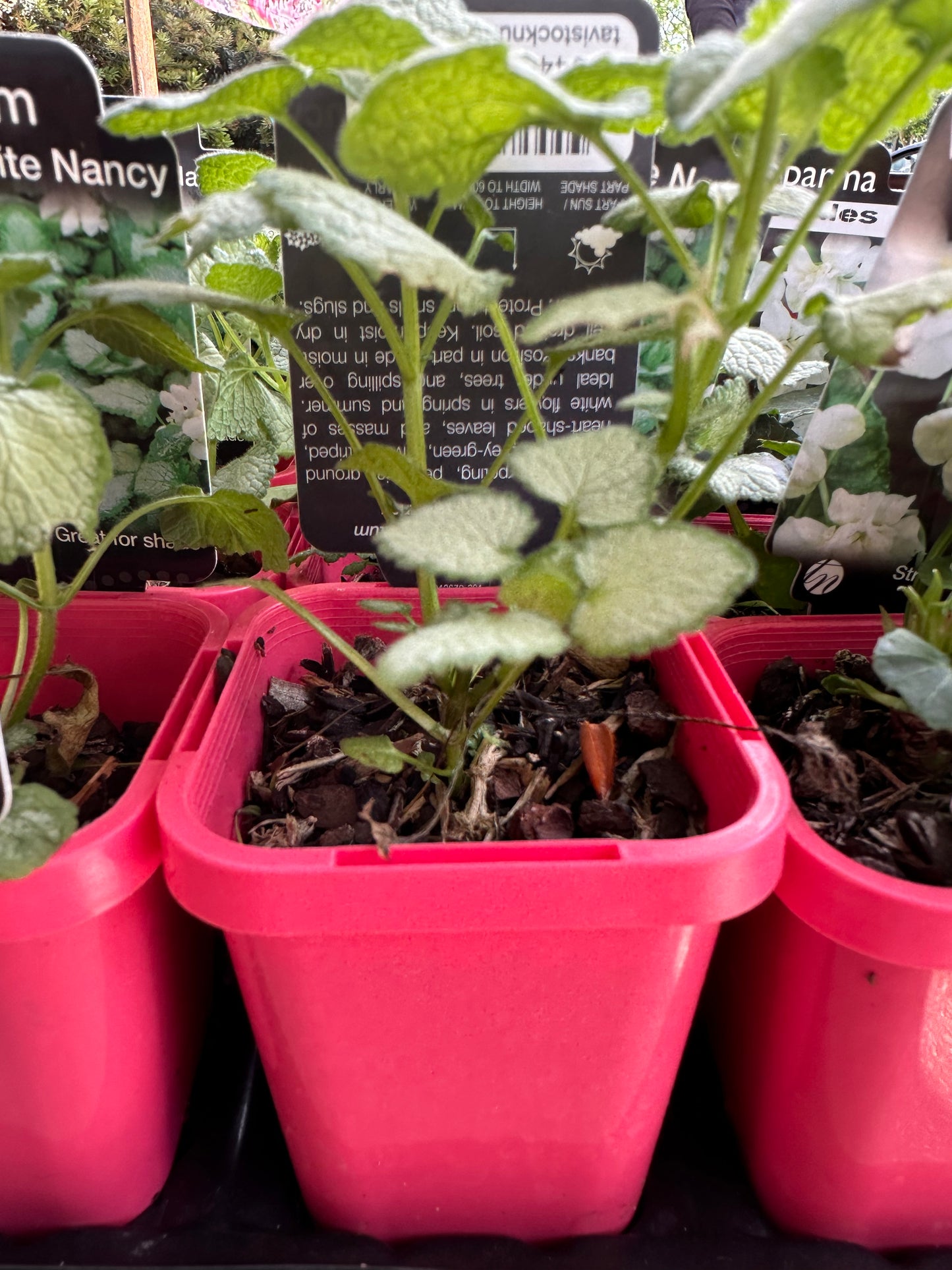 Lamium White Nancy 7cm Tube