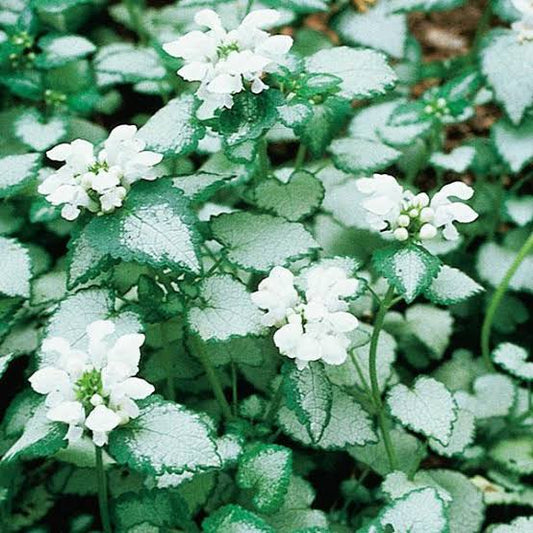 Lamium White Nancy 7cm Tube