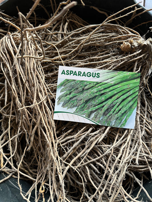 Asparagus Crown - Mary Washington