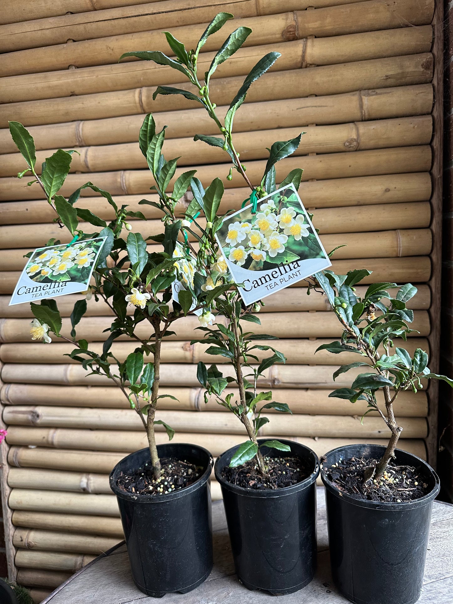 Camellia Tea Plant