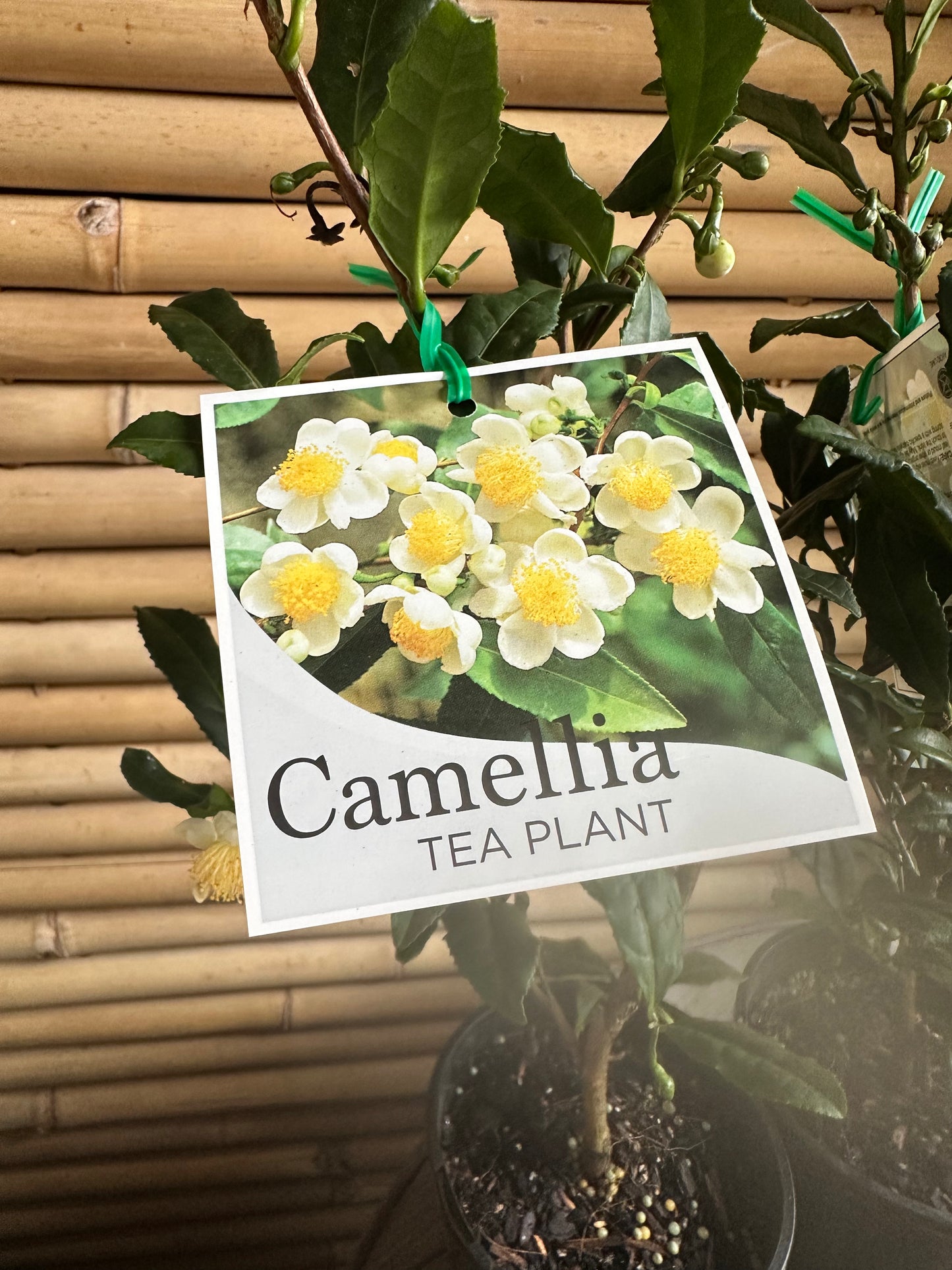 Camellia Tea Plant