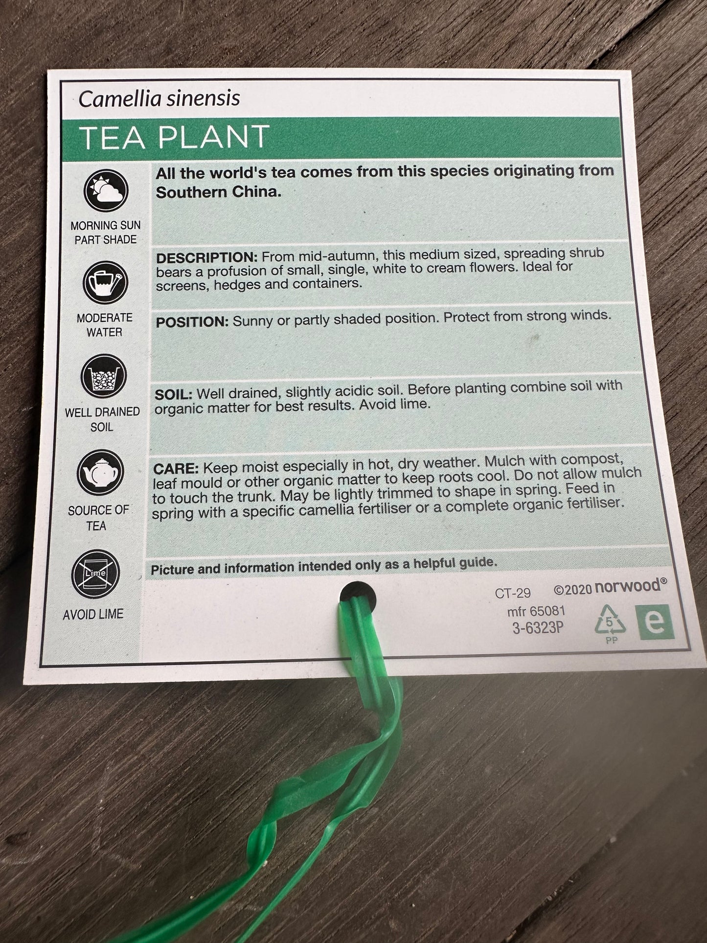 Camellia Tea Plant