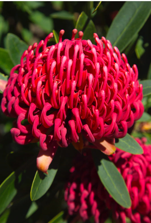 Waratah Braidwood Brilliant 140mm